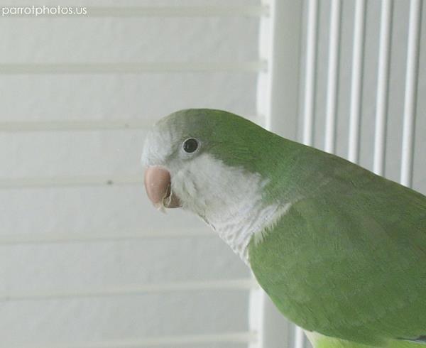 Feral Quaker Parrot Picture