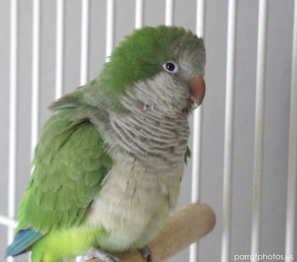 Quaker Parrot Picture
