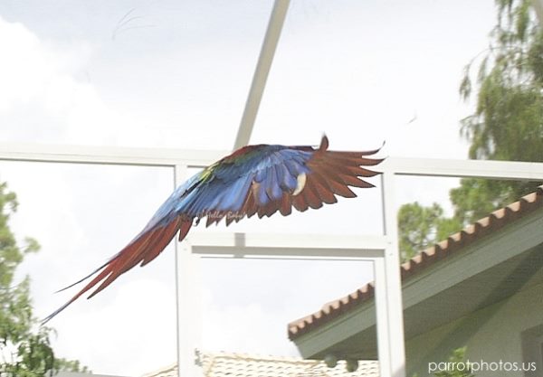 Greenwing Macaw Parrot Flying Picture