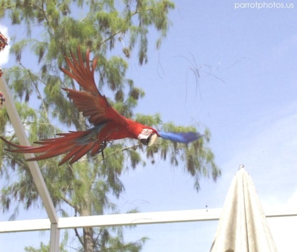 Greenwing Macaw Parrot Flight Photo