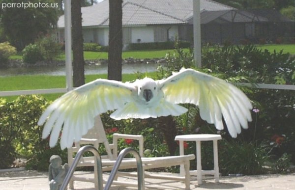 Moluccan Cockatoo Parrot Flying Picture