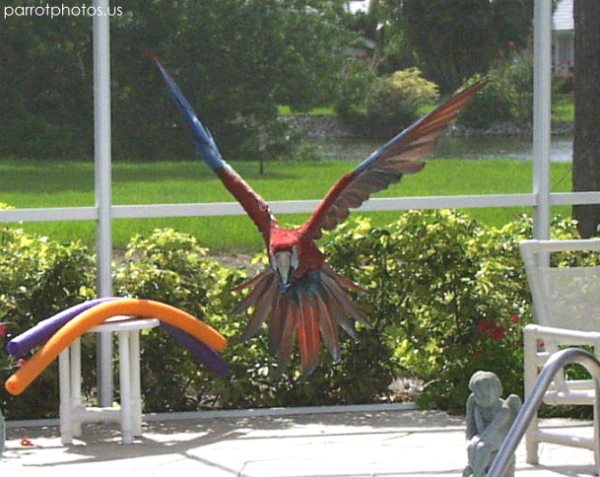 Greenwing Macaw Parrot Flight Picture