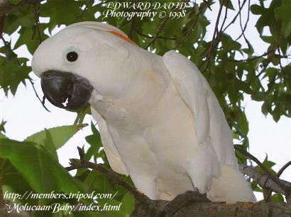 Moluccan Cockatoo Parrot Picture