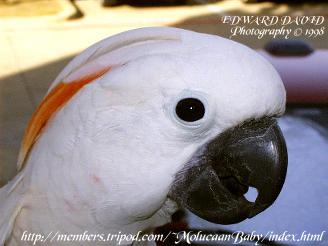 Moluccan Cockatoo Parrot Picture