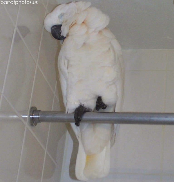 Moluccan Cockatoo Sleeping Baby Picture