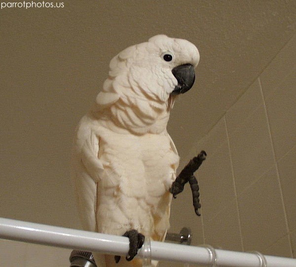 Moluccan Cockatoo Baby Picture
