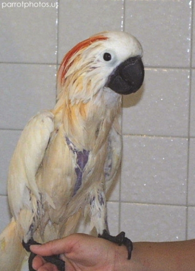Moluccan Cockatoo Parrot Shower Pics