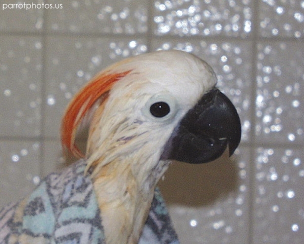 Moluccan Cockatoo Parrot Shower Photos