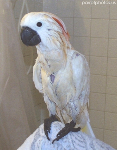 Moluccan Cockatoo Parrot Shower Photograph