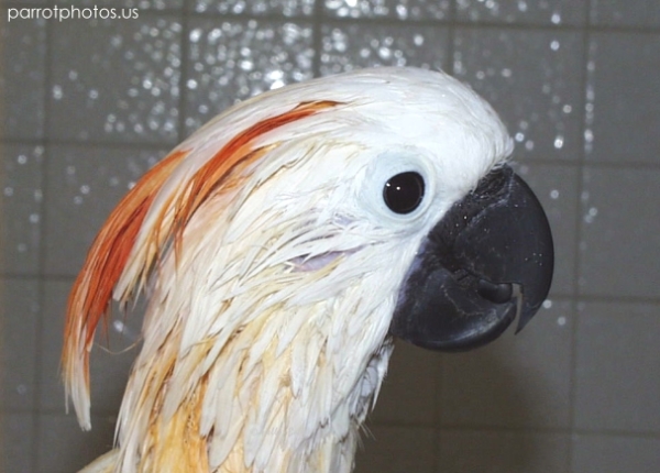 Moluccan Cockatoo Parrot Shower Pic