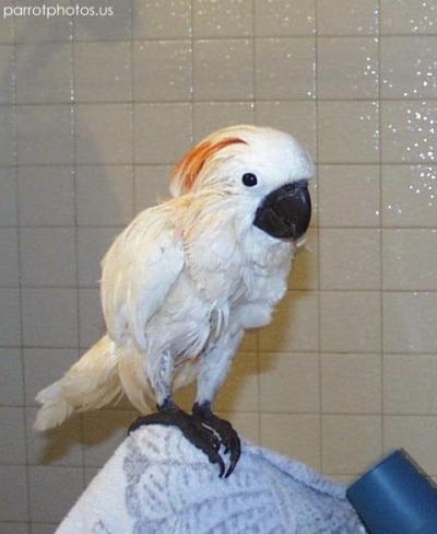 Moluccan Cockatoo Parrot Shower Photo