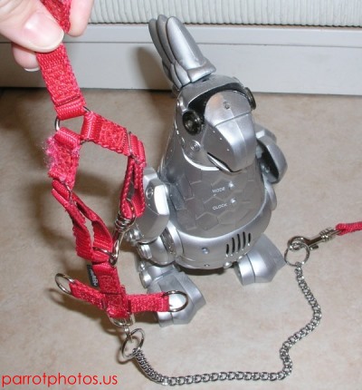 parrot harness