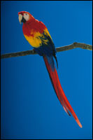 Wild Scarlet Macaw in Belize