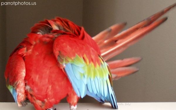 Greenwing Macaw Sammy Picture