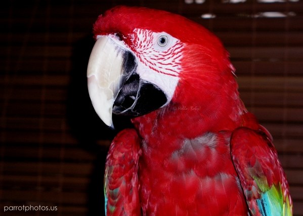 Greenwing Macaw