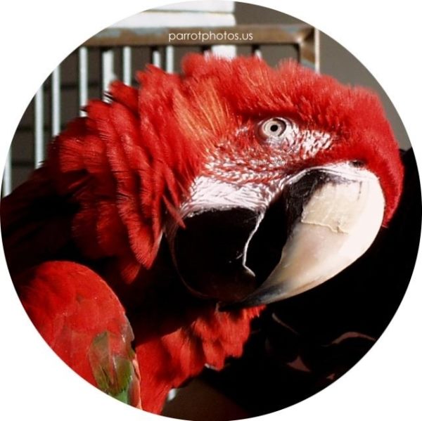 Greenwing Macaw Sammy Picture